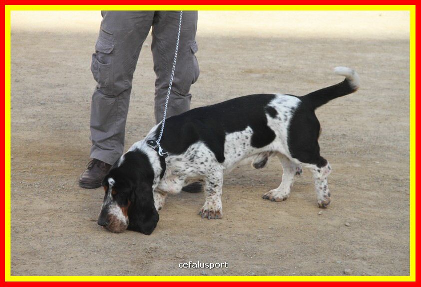180311 mostra_canina 138.jpg